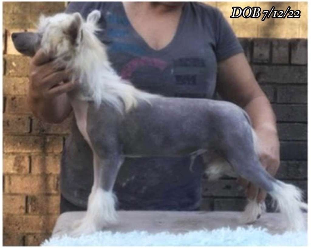 Flying Colors Super Trooper