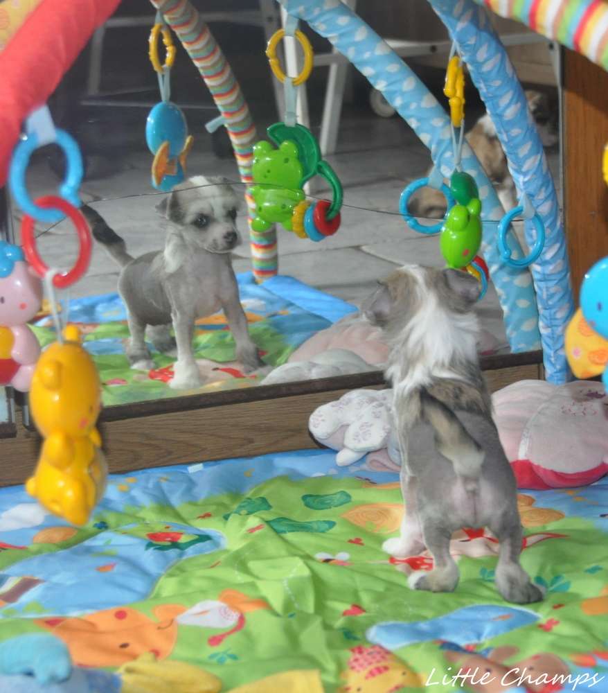 Totally Crazy Little Champs