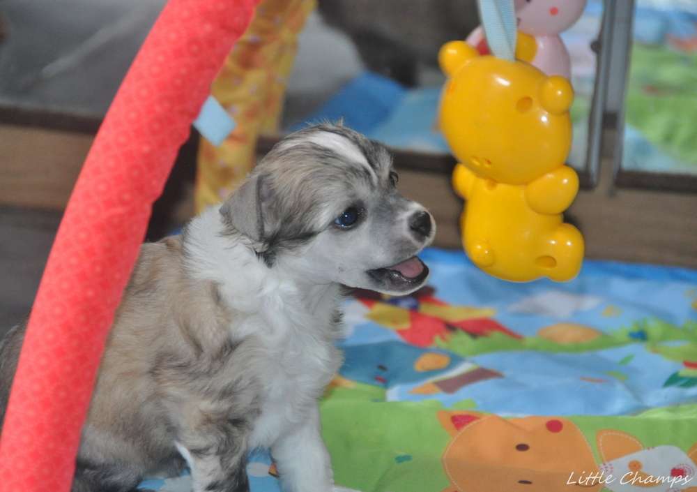 Tiny Sémafore Little Champs