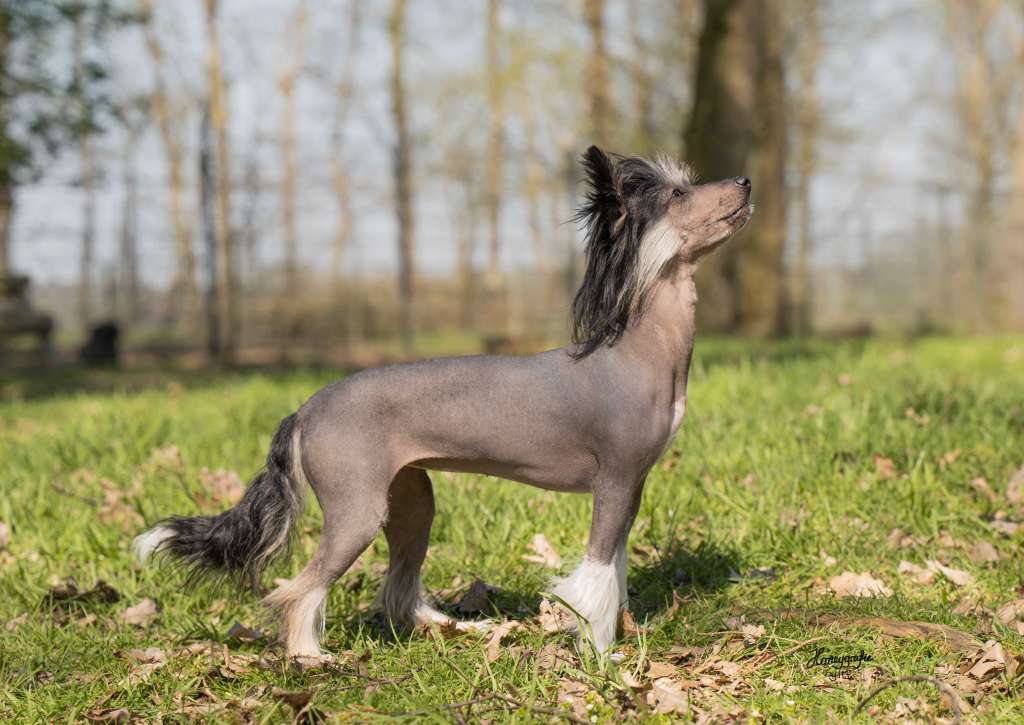 Glamorgirl The Bushwalker