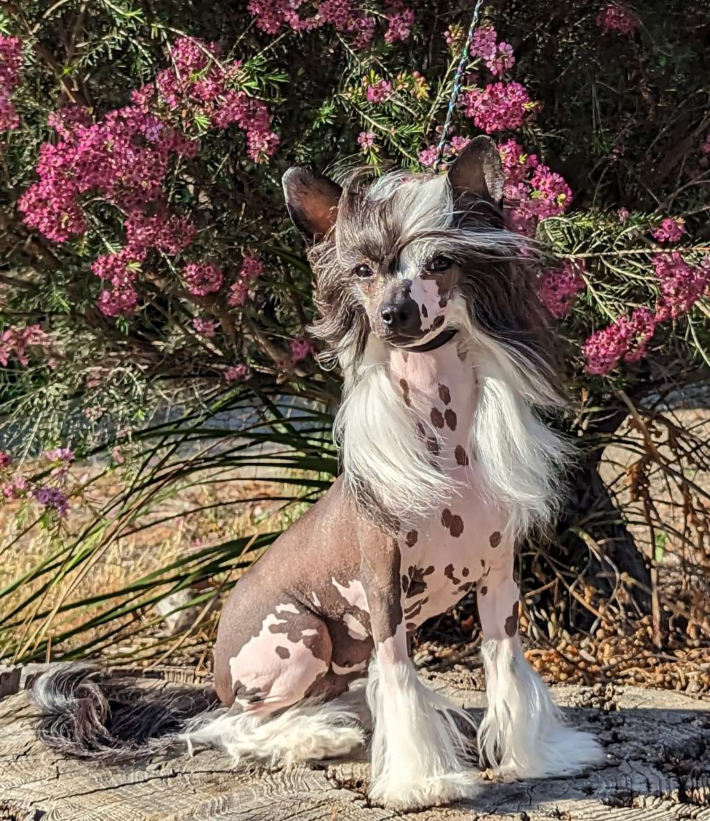 Marquis Split Decision