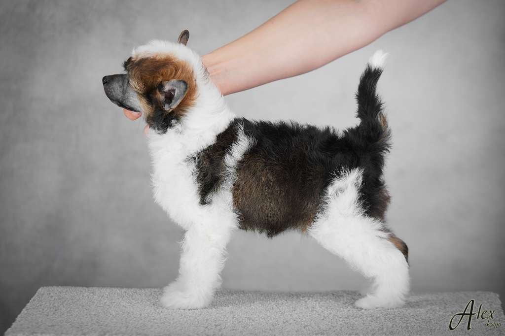 I Am Black Birdy Panx