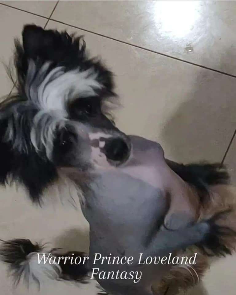 Warrior Prince Loveland Fantasy