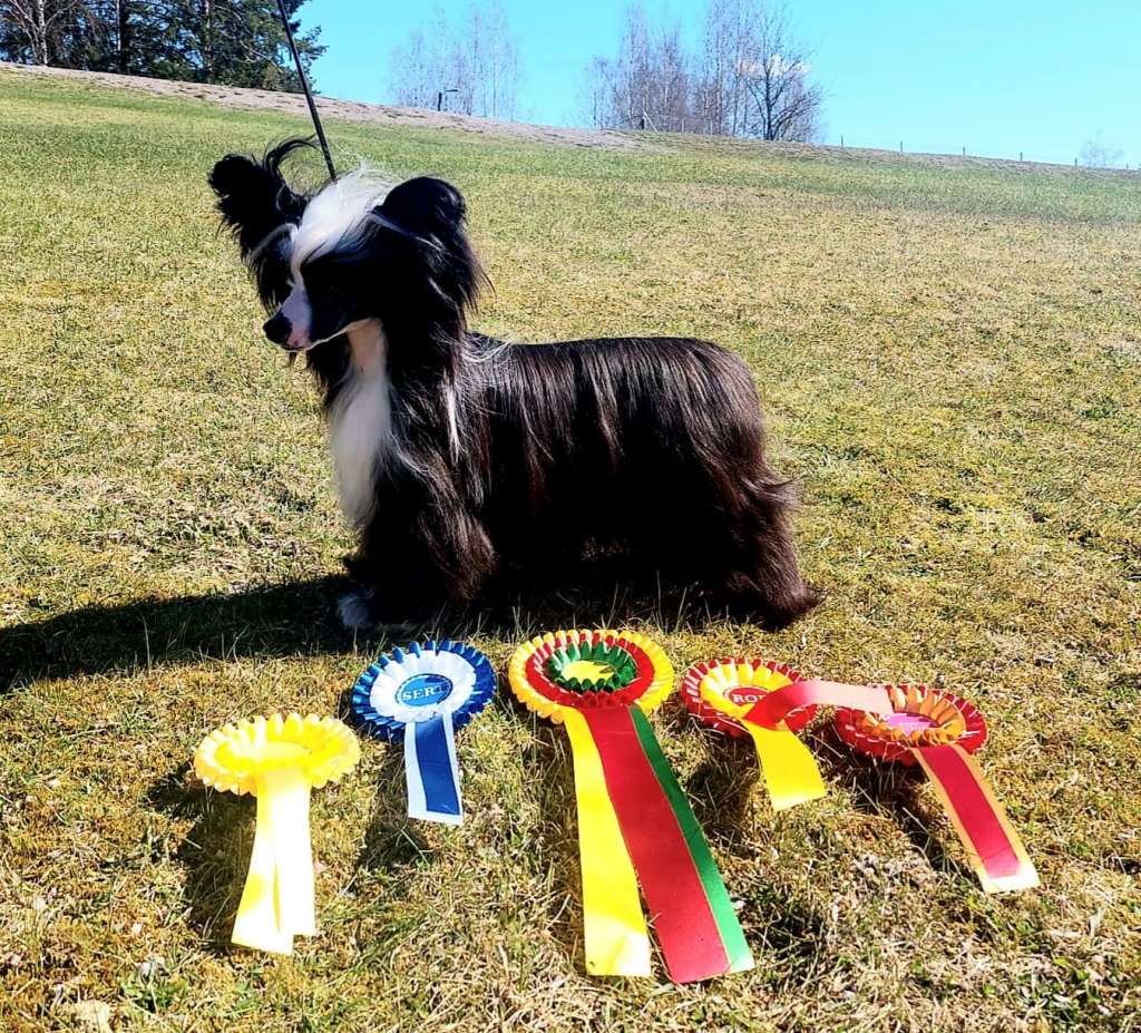 Ch. Concrete Clouds Piggy Bank
