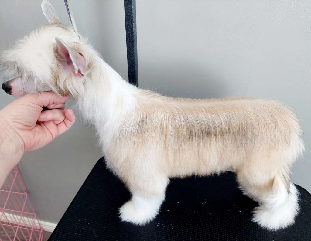 Concrete Clouds Cream Ass