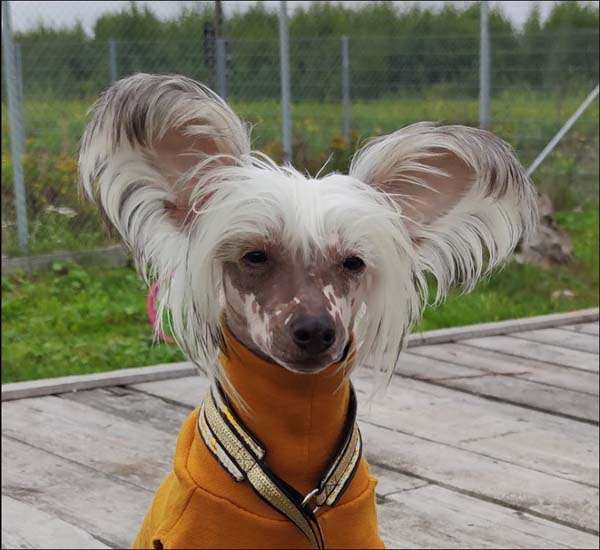 Spotifly In The Stars