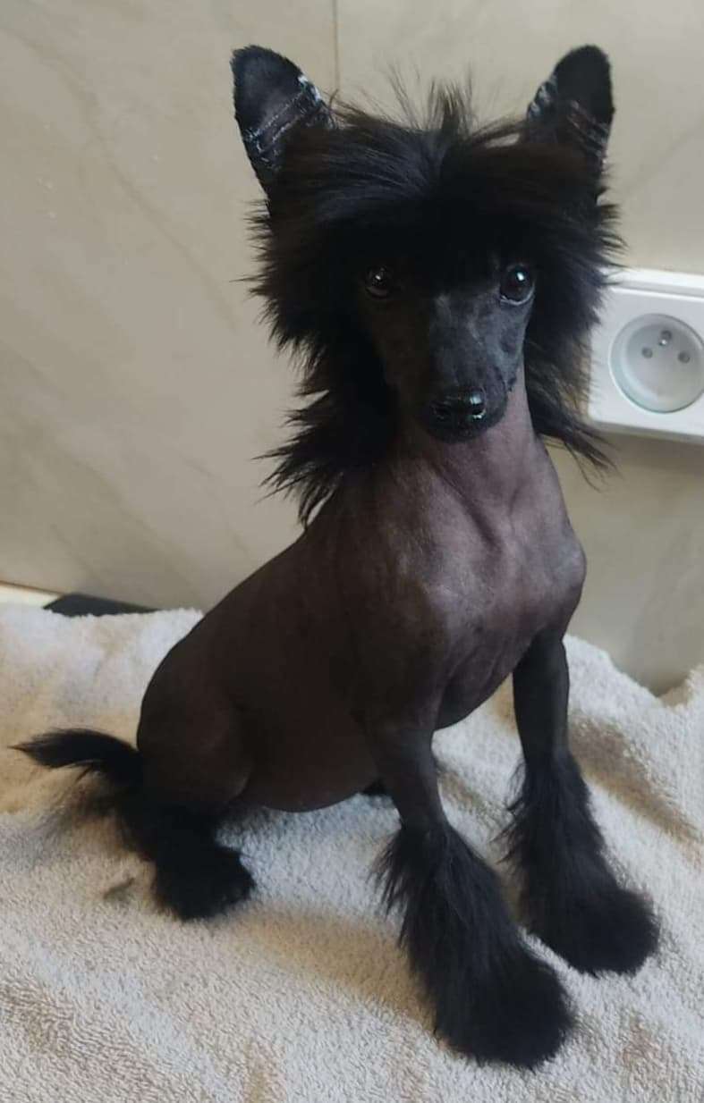 Little Dog Of Dream Taiga