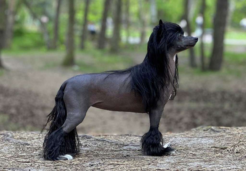 Jamaica YoYo Gattaca