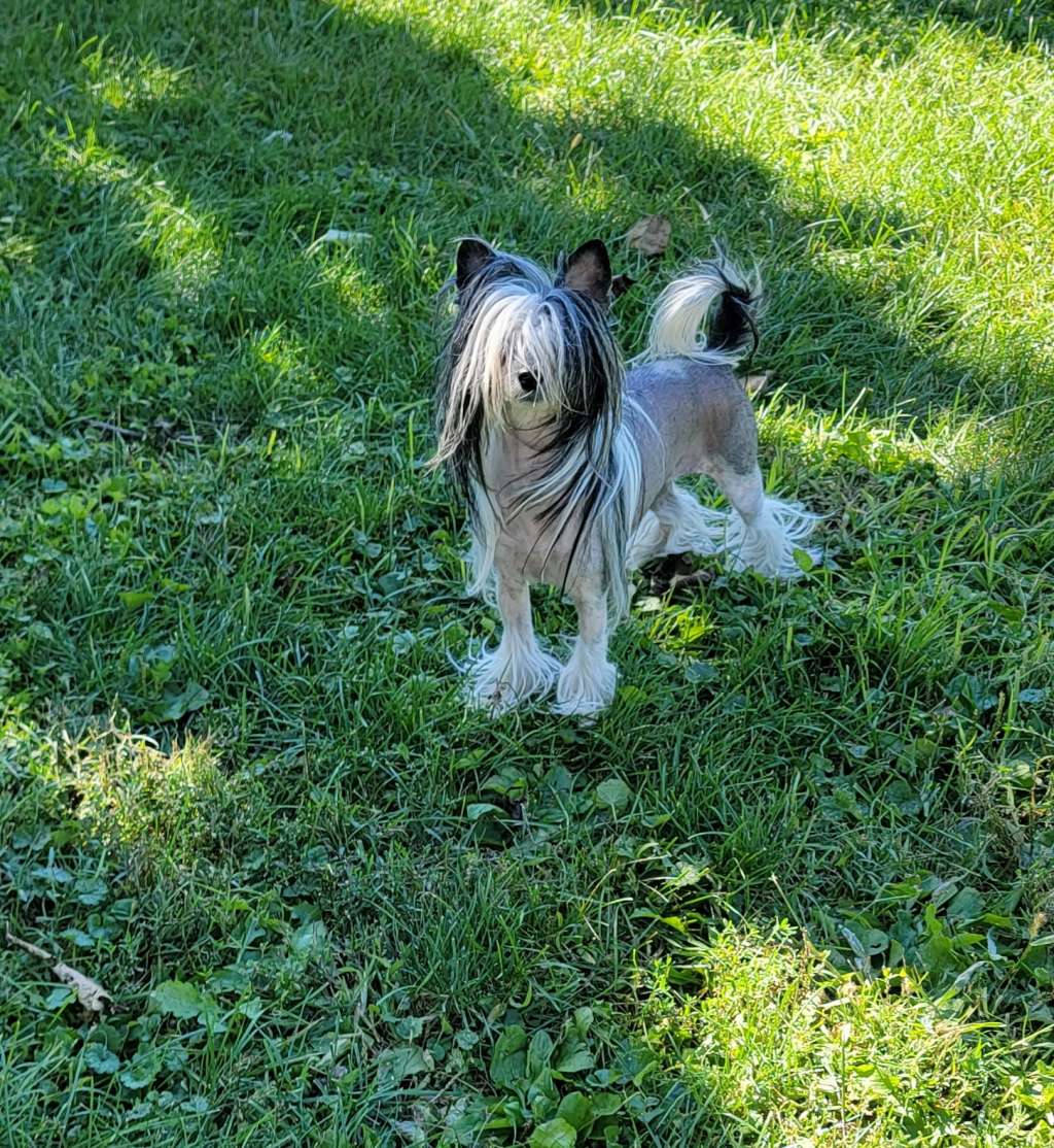 Xiao Ma Xena Princess Warrior Rose At Kamden