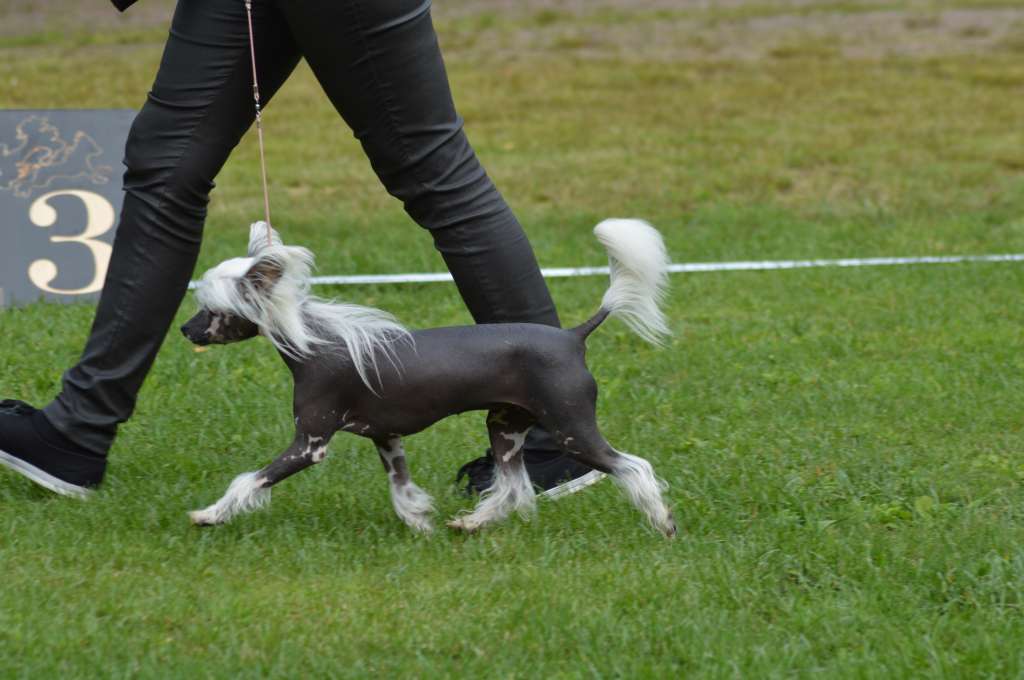 Viuvaun Could Be Magic