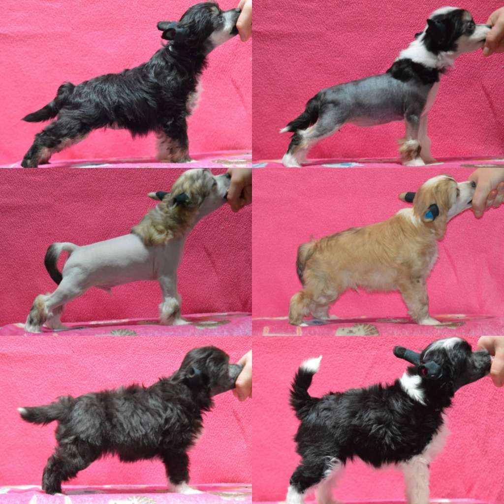 Kaitlin Damn My Royal Dress