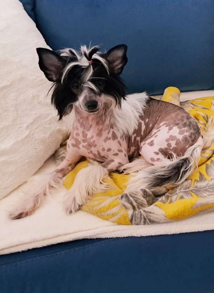 Fenomenalna Epopeja Sasimafci