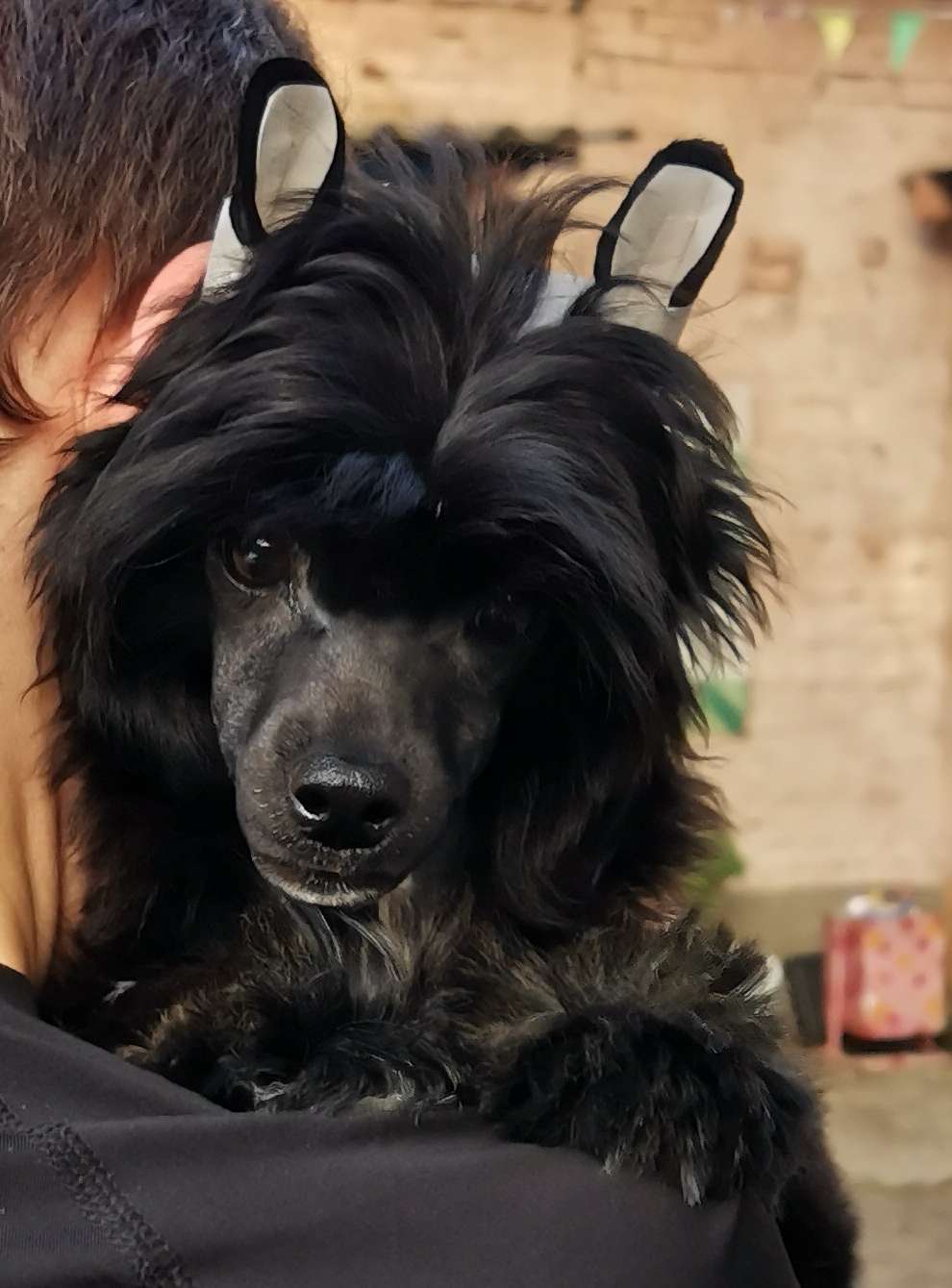 Kidsolarus Blackie Le Chatelier