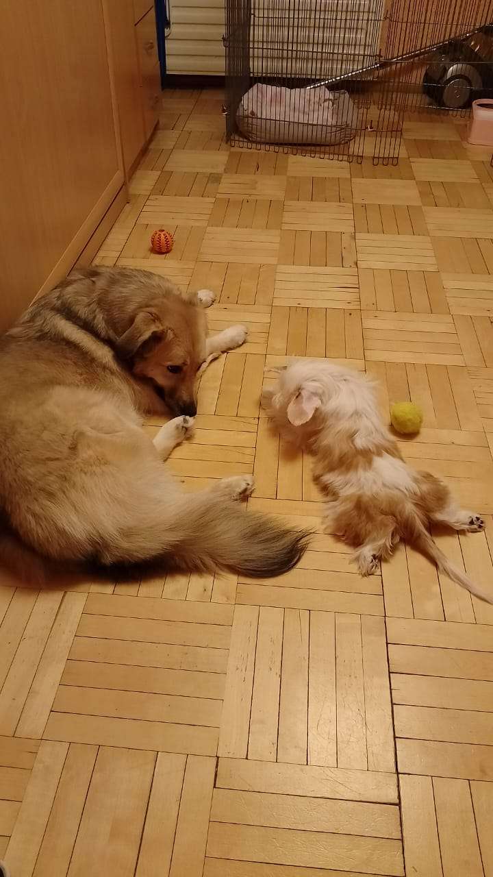 Kovimoti Dgiovanna Romana