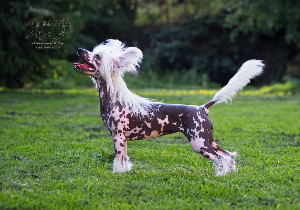 Ch. Lichi Shadow Dog