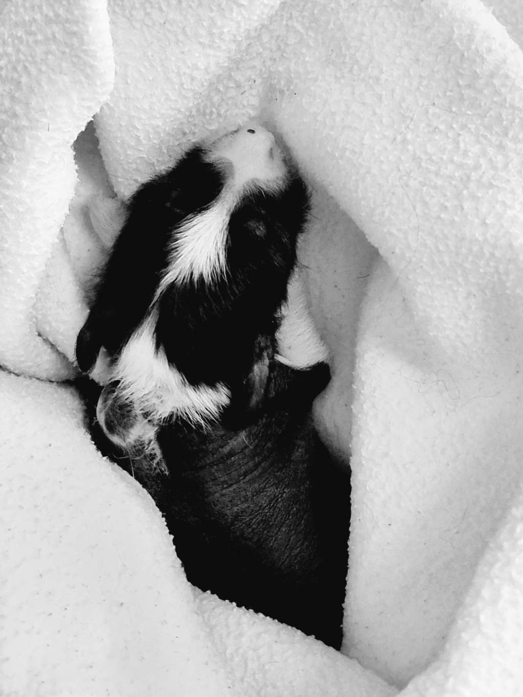 Delimaro Dream Of Coffee Fci