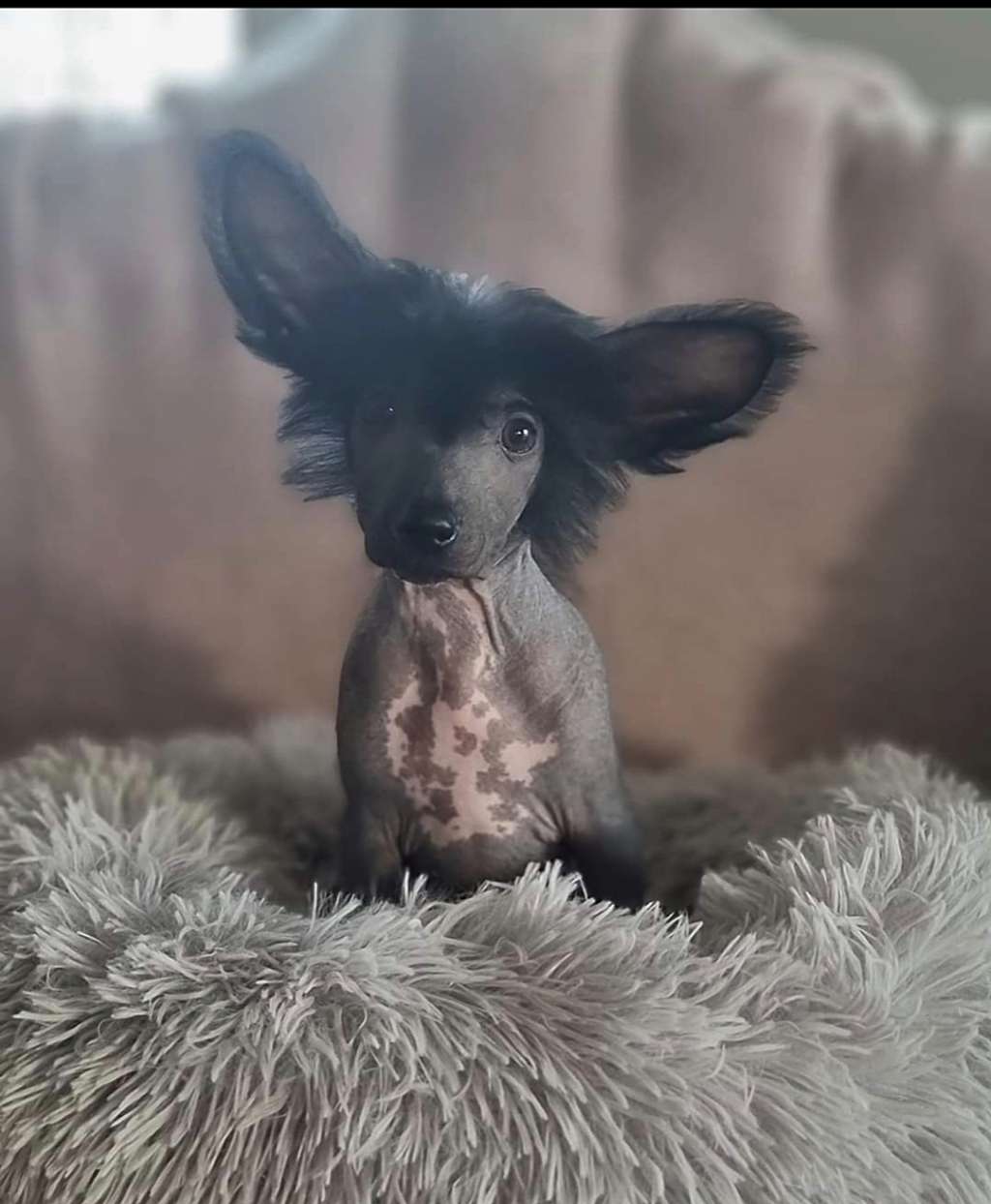 Delgado Dream Of Coffee FCI