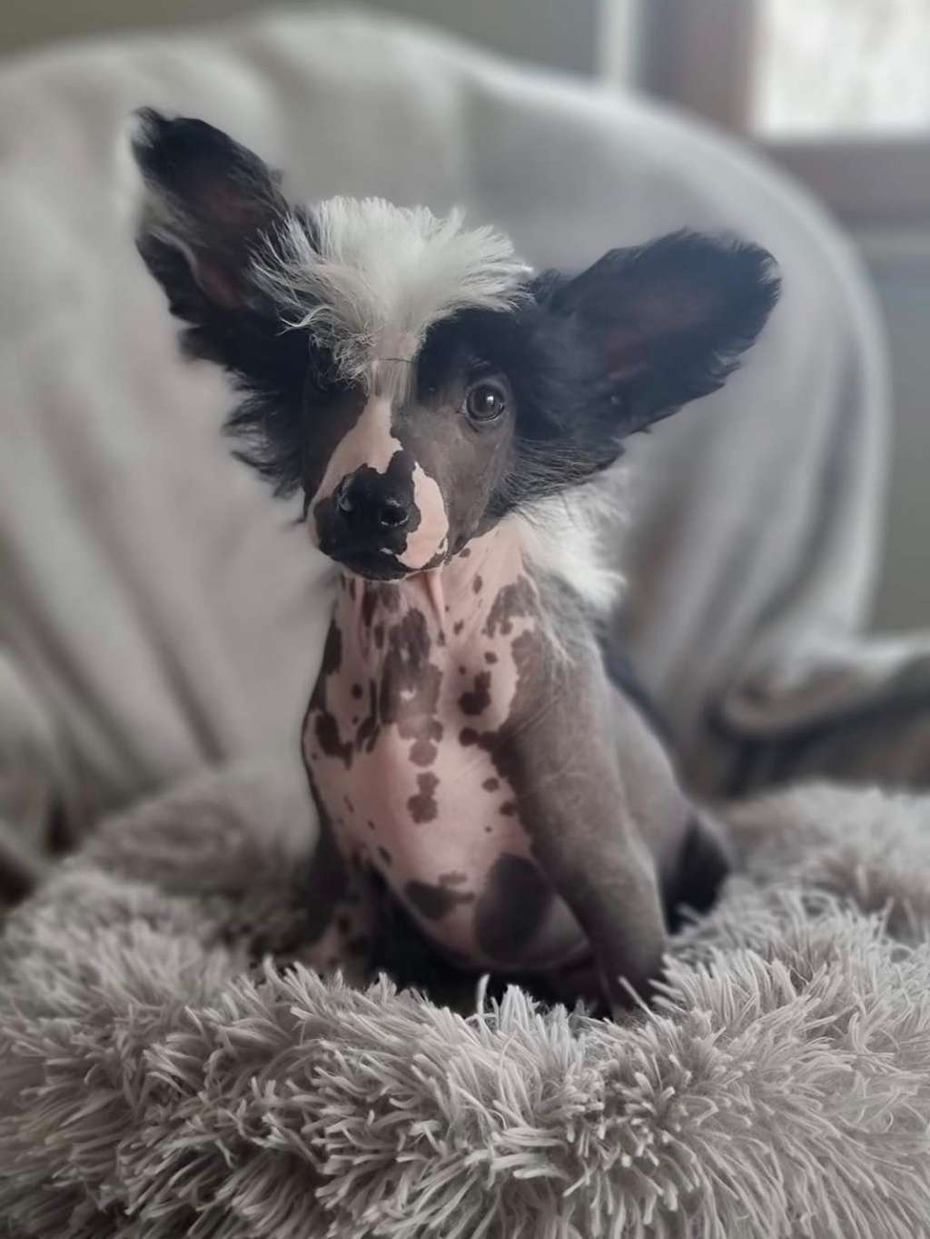 Darvea Dream Of Coffee FCI