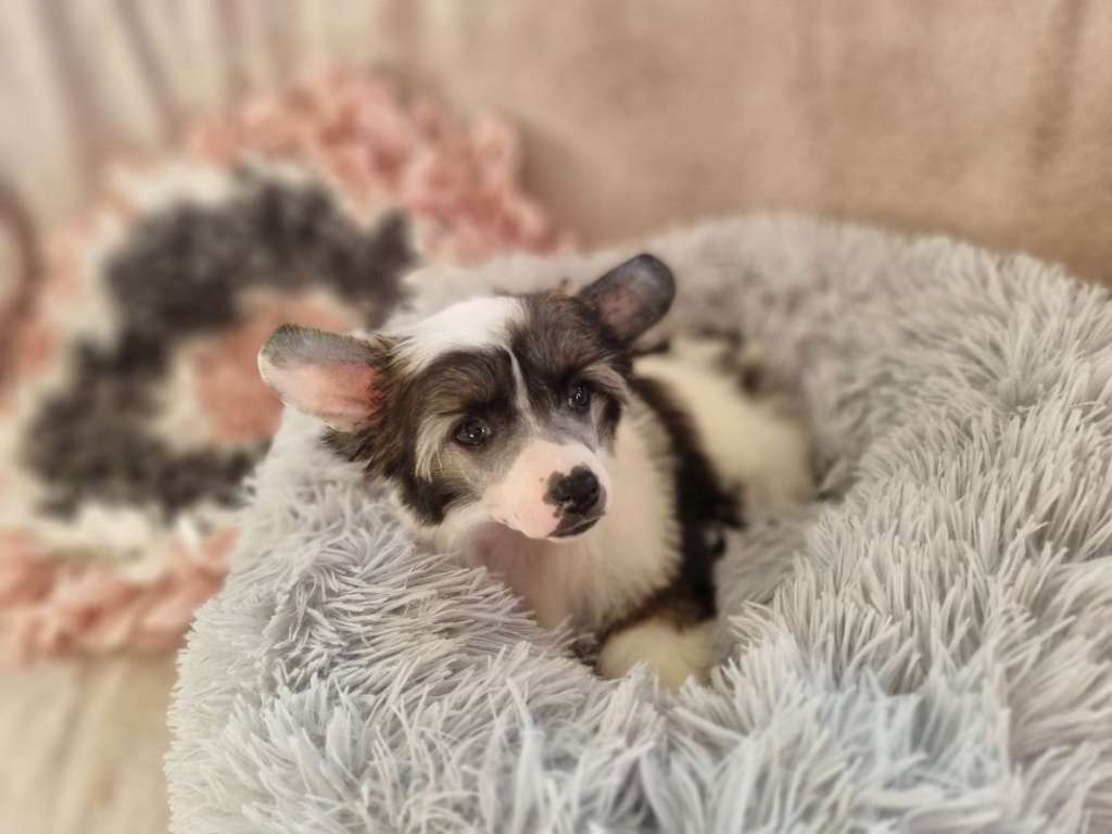 Dalgona Dream Of Coffee FCI