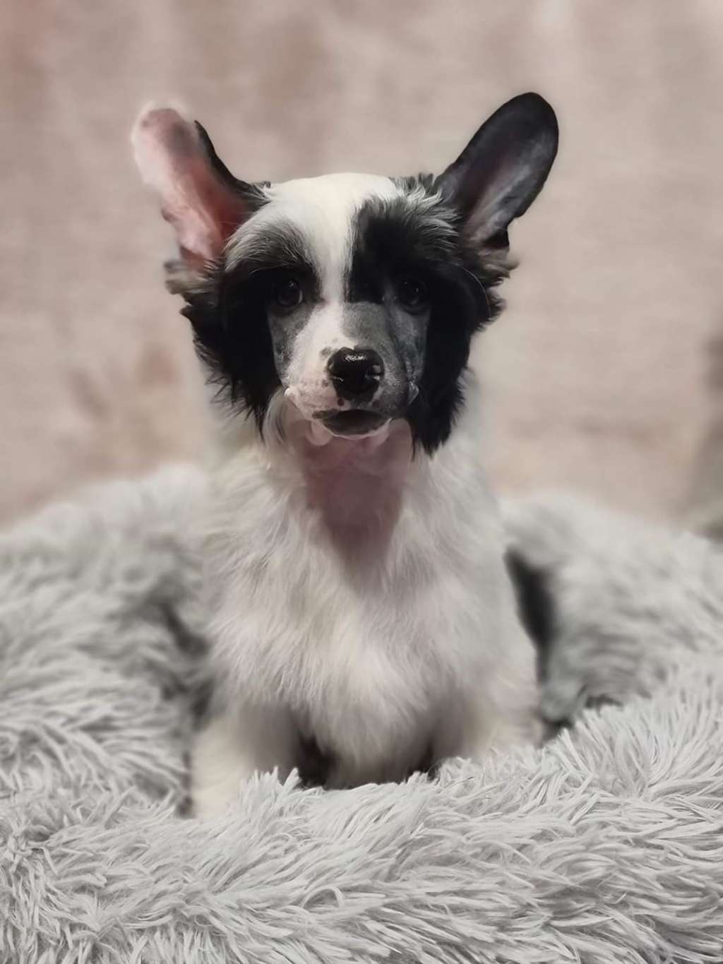 D'oro Dream Of Coffee FCI