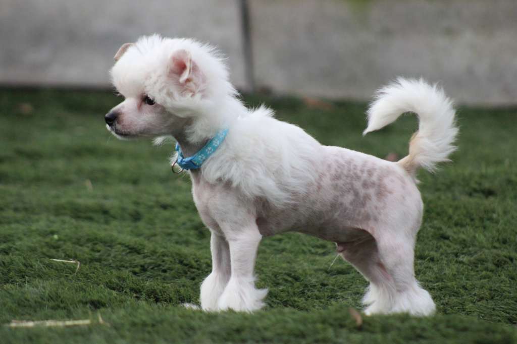 Un Chico Sõnado Of Livin la Vida Loca