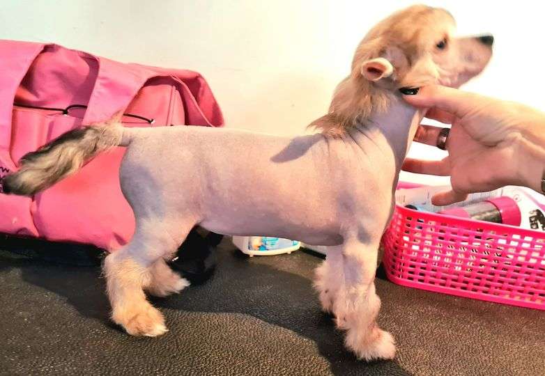 Valhalla Of Livin la Vida Loca