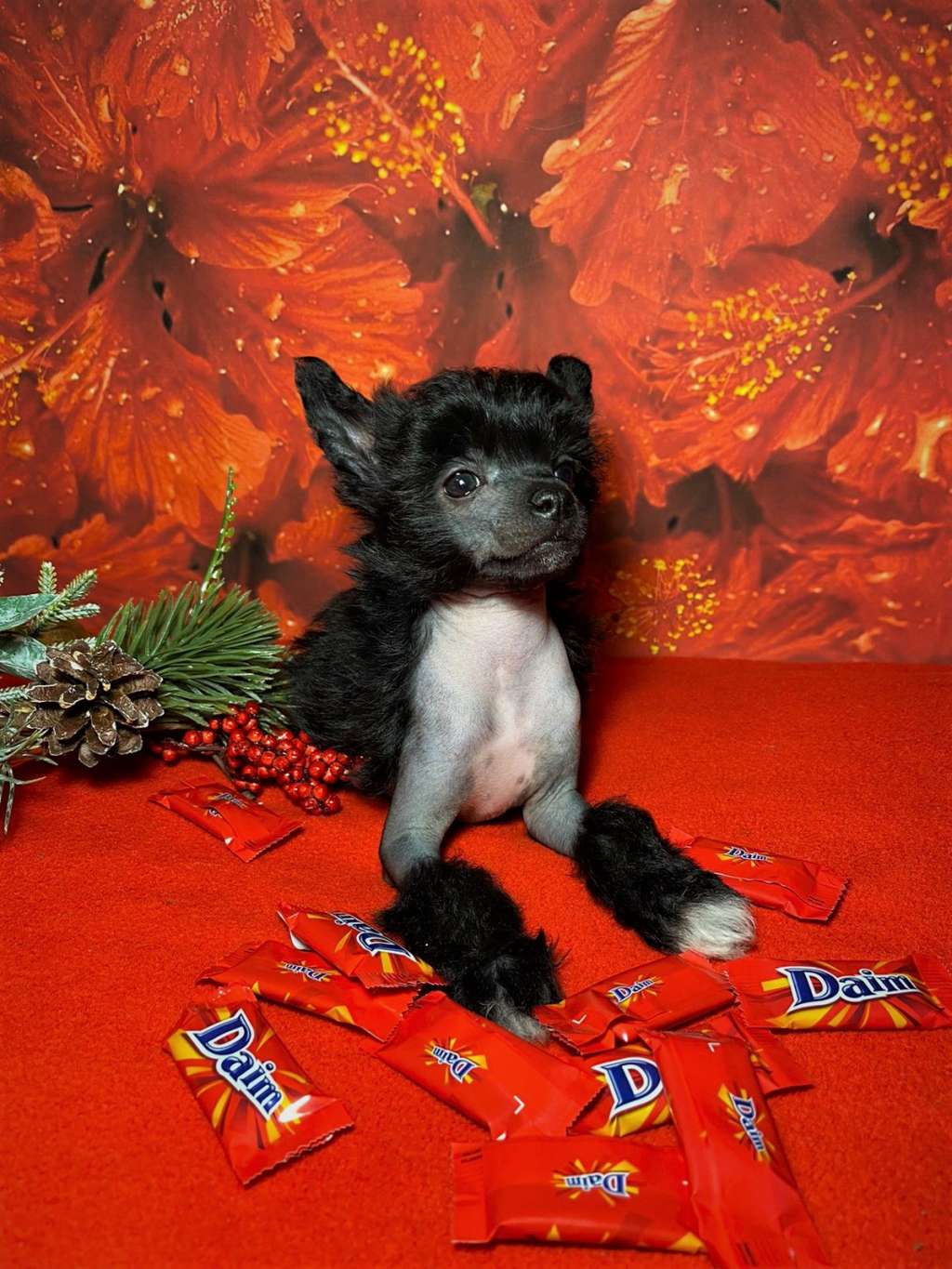 Charuyuschiy Soblazn Josee Vivien