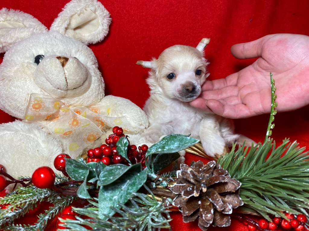 Charuyuschiy Soblazn jolie Josephine