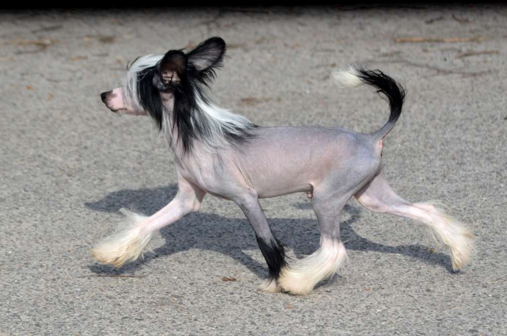 Magic of Success Mark