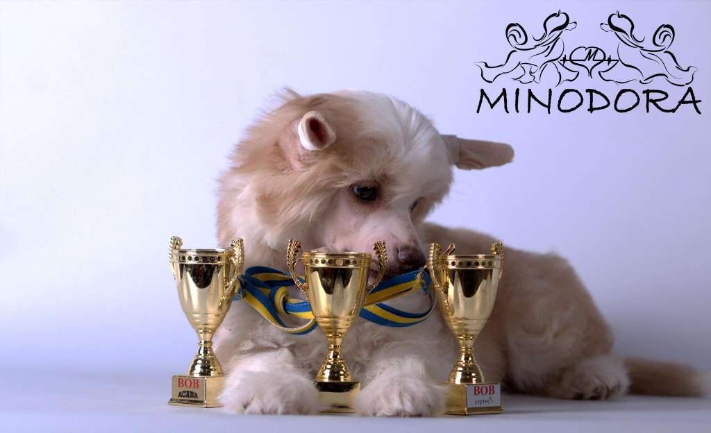 Avgustin Cold Minodora