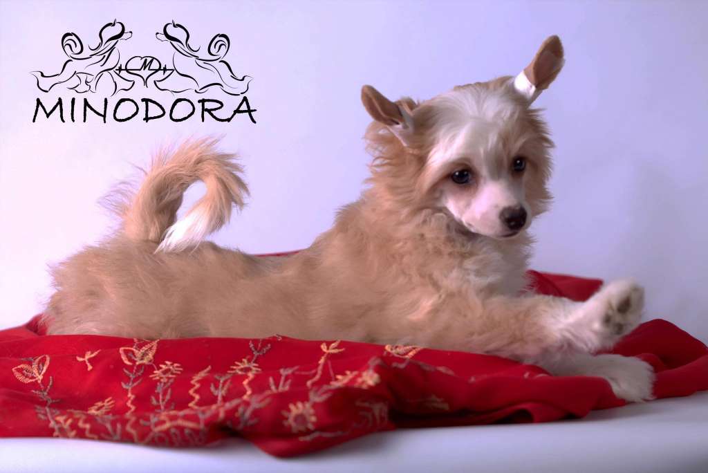 Aurika Star Minodora