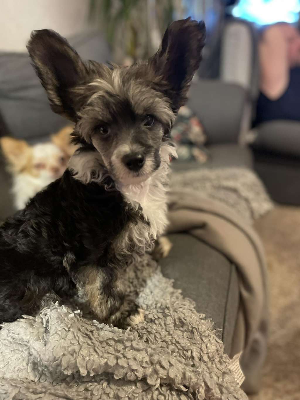 Curlycrest's Sign of The Times