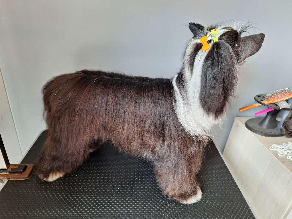 Exotic Spirit Tilbury Speech for Victory