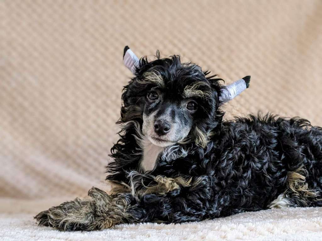 Sagolis Adorablepink