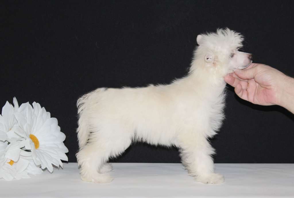 Charuyuschiy Soblazn Zolotoy malchik