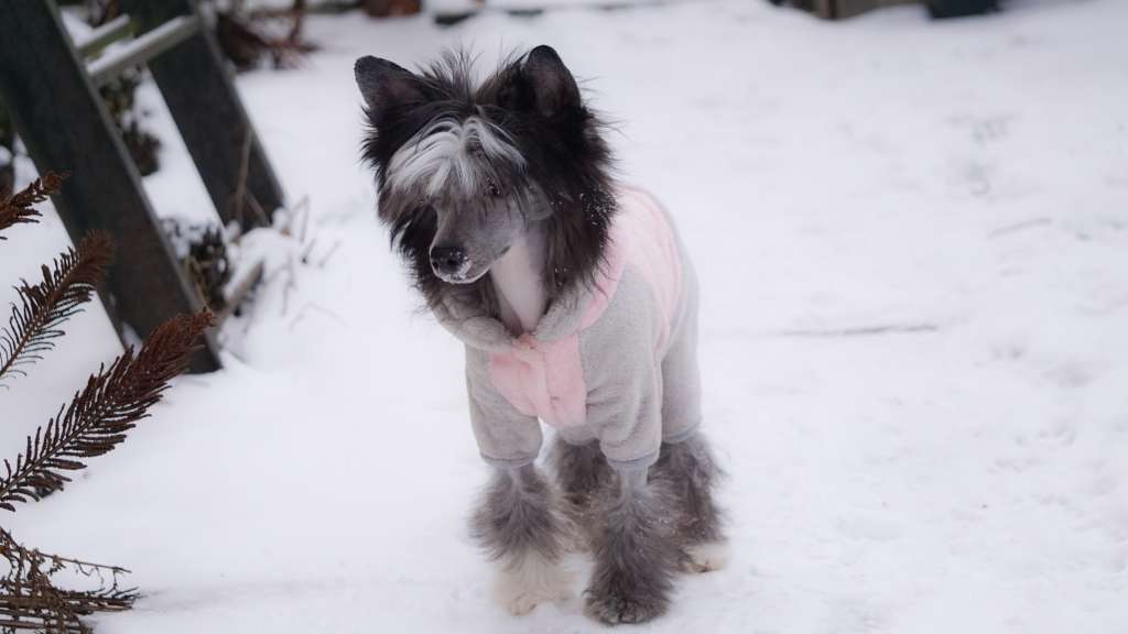 Tyron Planet of Dream