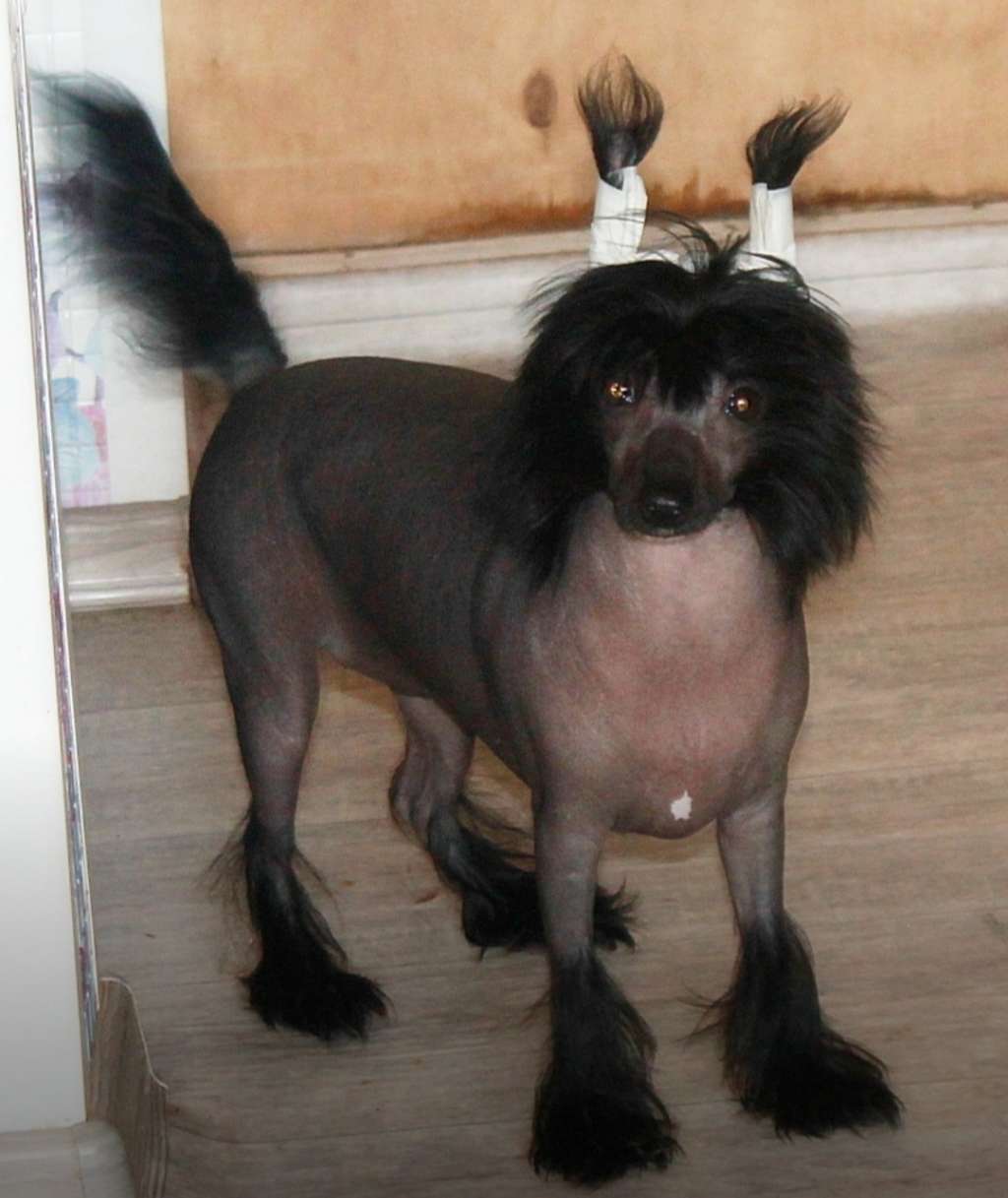 Beatris Khrutalny Blyuz