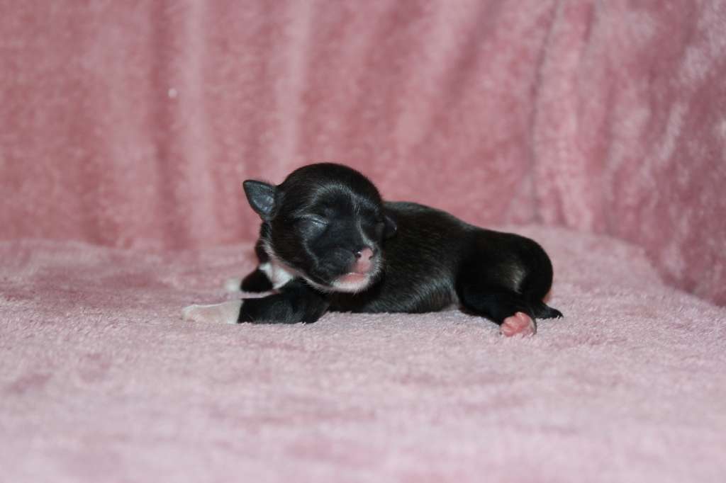 Charuyuschiy Soblazn K...