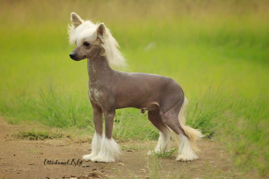 Materpiece Charly Flow