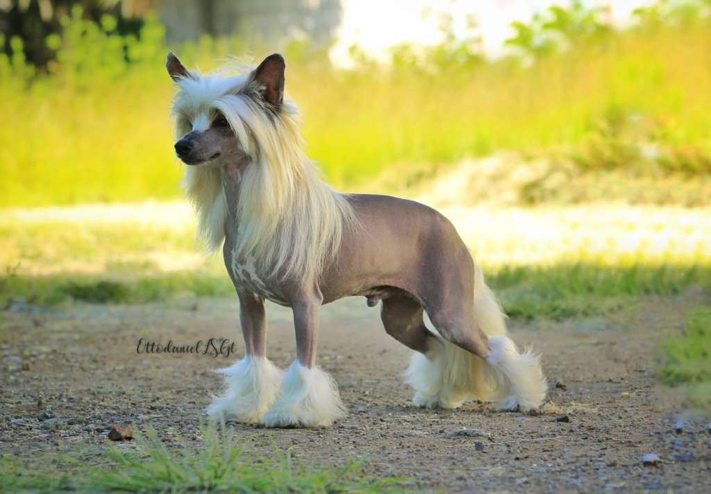 Gazu Limited Edition