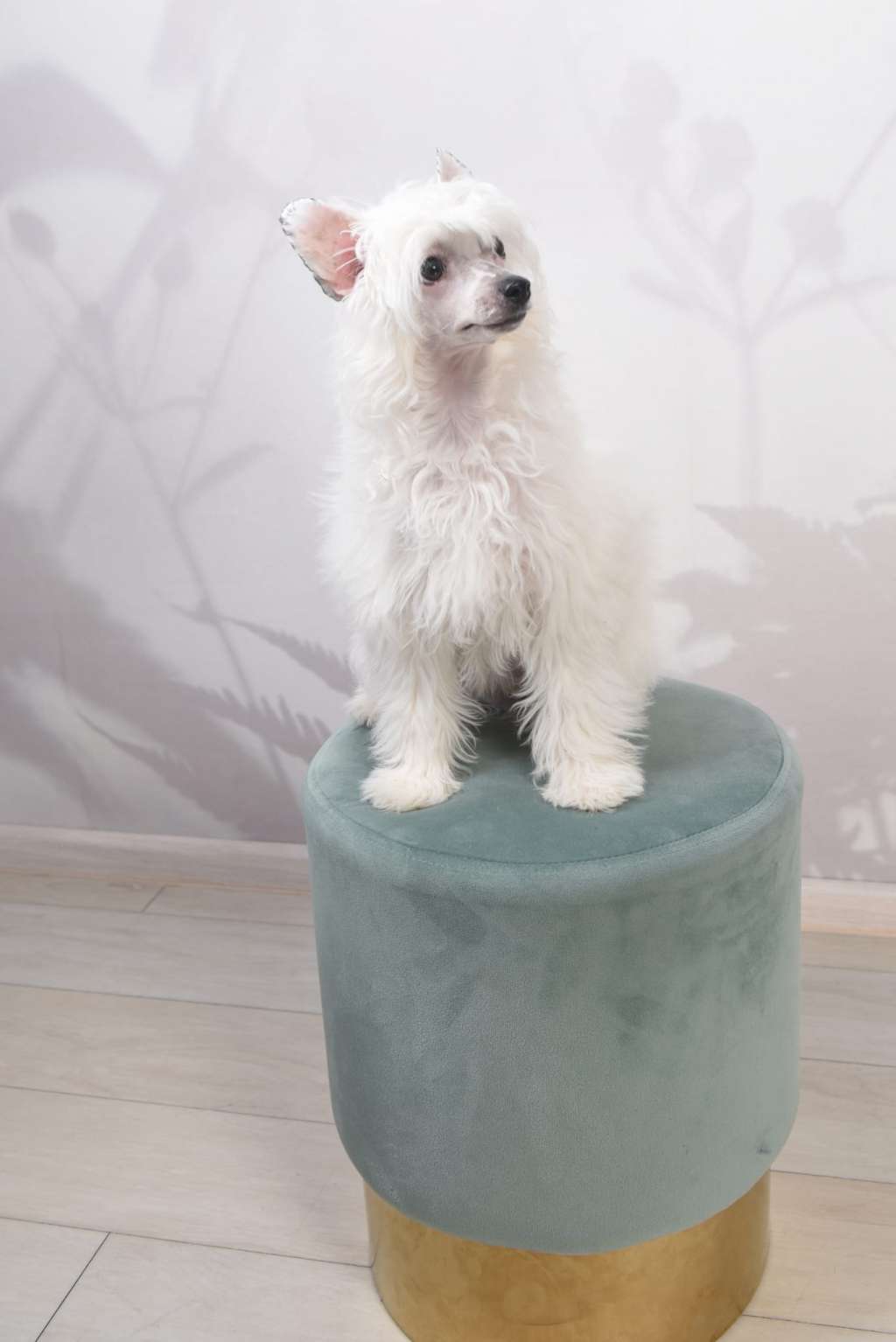 Abcde Like Ice in the Sunshine