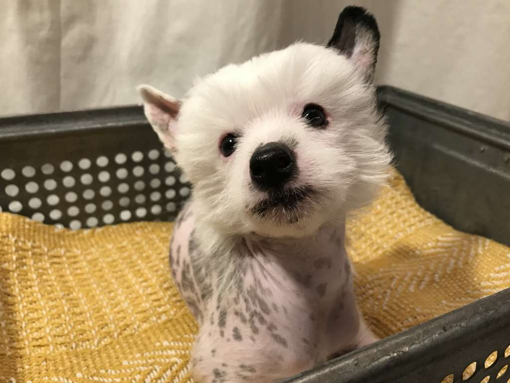 Aramsamsam Like Ice in the Sunshine