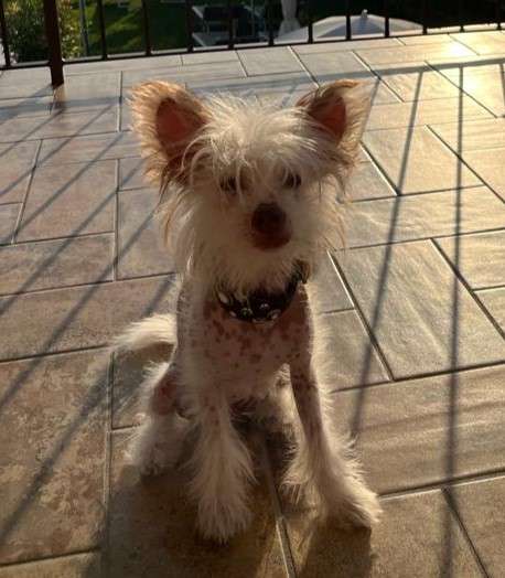 Elune in Terra Civis