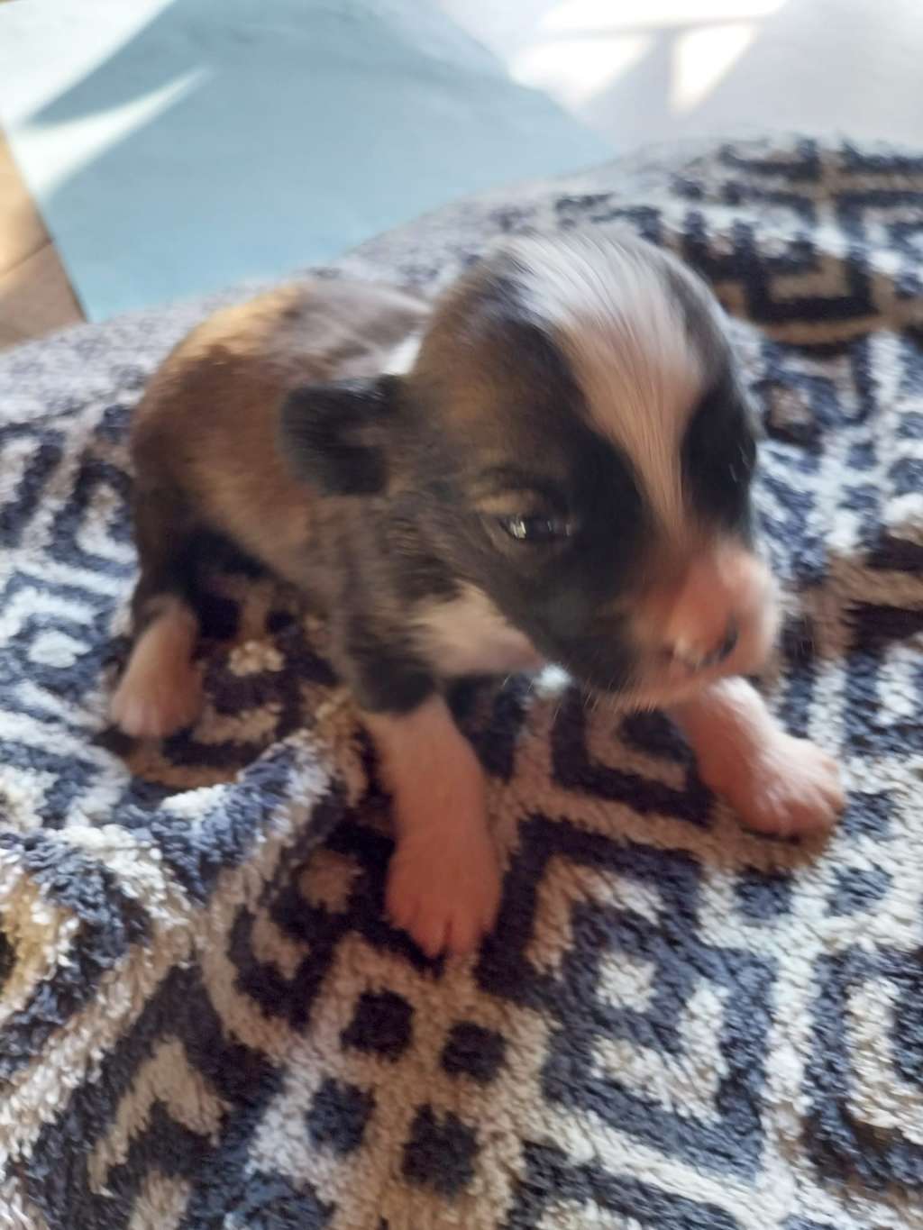 Un Prince des Trésors des Petites Collines