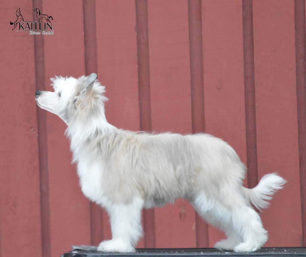 Zhannel's Justa Lil Bita Luck