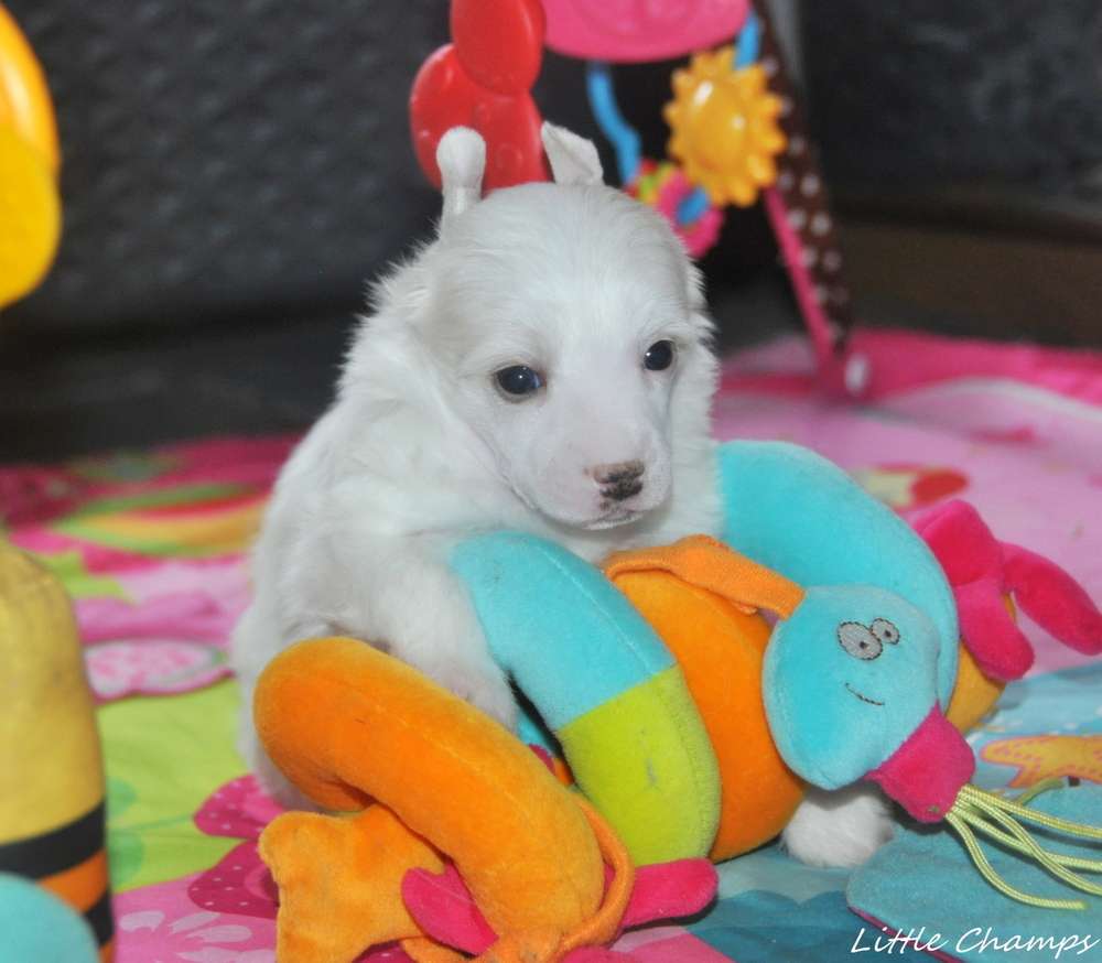 Up to date Little Champs