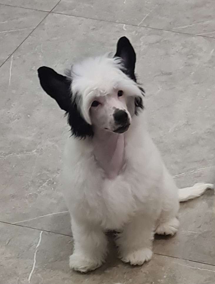 Nouveu Riche Gambits