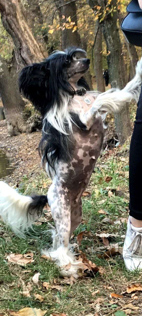 Belinda Raisin iz Clana Timurlana