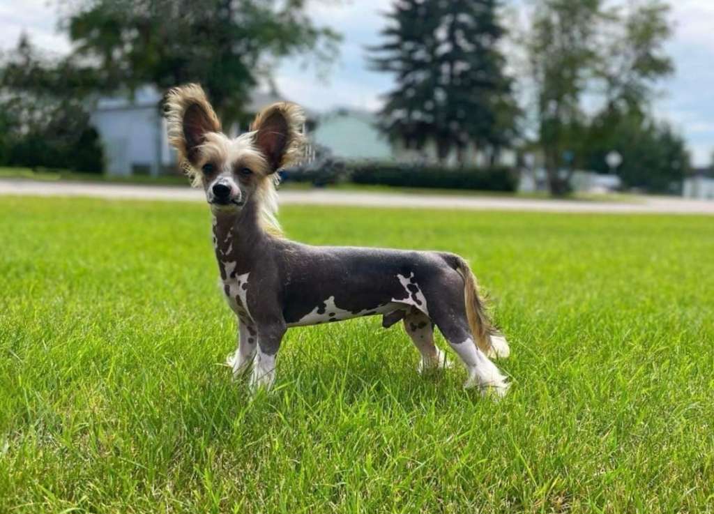 Yorkhouse Vino Rosso