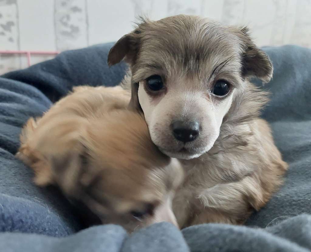 Concrete Clouds Penny For Your Thoughts